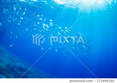 小笠原笹室群 111446280