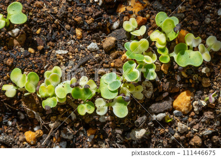 Germinated Komatsuna sprouts Futaba sprouts Germinated Komatsuna sprouts Futaba sprouts 111446675