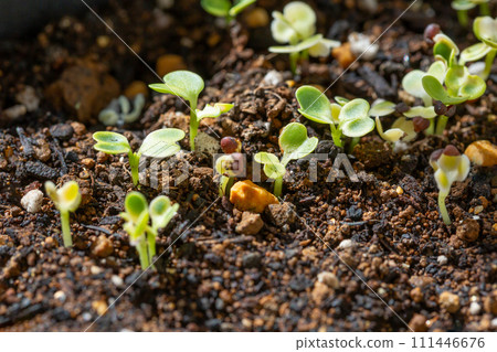 Germinated Komatsuna sprouts Futaba sprouts 111446676