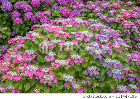 purple to pink hydrangea flowers 111447199