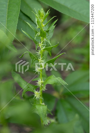 Spinach flowers 111447200