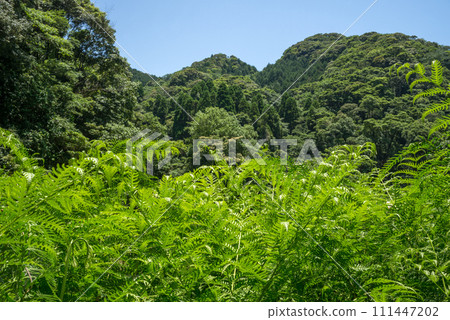 背景是綠色森林的白尾群落 111447202