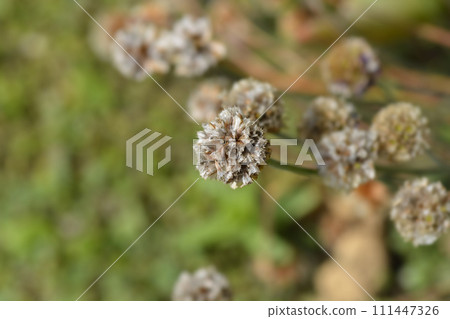 Sea Thrift Dusseldorf Pride Sea Thrift Dusseldorf Pride 111447326