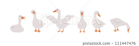 Set of cute farm gooses. Domestic and wild ducks on white background. Agriculture birds. Rural wildlife. Perfect for logo, greeting card and wrapping paper. Vector illustration in flat cartoon style Set of cute farm gooses. Domestic and wild ducks on white background. Agriculture birds. Rural wildlife. Perfect for logo, greeting card and wrapping paper. Vector illustration in flat cartoon style 111447476