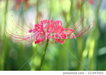 Cluster amaryllis coloring autumn Cluster amaryllis coloring autumn 111447933