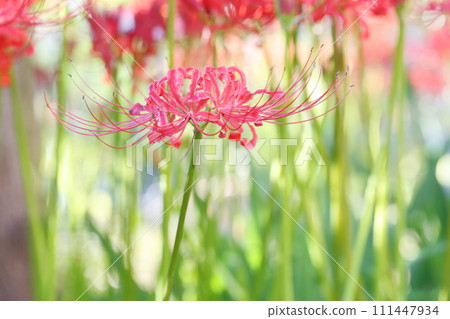 Cluster amaryllis coloring autumn Cluster amaryllis coloring autumn 111447934
