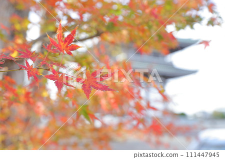 Maple trees in the temple grounds 111447945