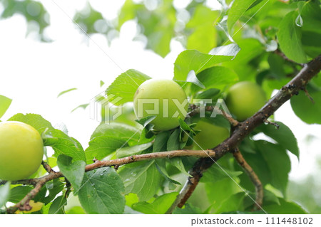 樹上的李子果子 樹上的李子果子 111448102