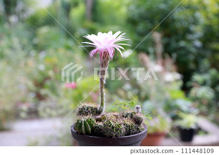 The fascinating world of cacti 111448109