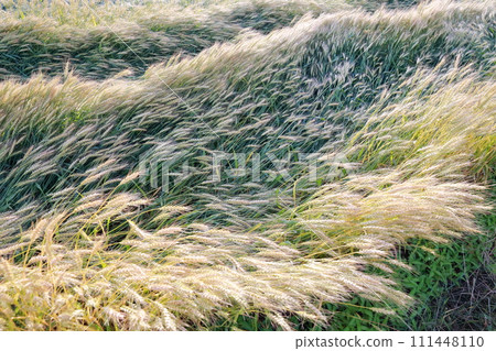 Wheat field, the golden gem of the earth Wheat field, the golden gem of the earth 111448110