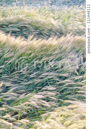 Wheat field, the golden gem of the earth 111448111