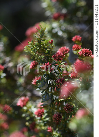 Close up of red flower buds of the Australian native Alpine Everlasting Ozothamnus alpinus, family Asteraceae, in Kosciusko region. Endemic to alpine, subalpine areas of New South Wales, Victoria. Close up of red flower buds of the Australian native Alpine Everlasting Ozothamnus alpinus, family Asteraceae, in Kosciusko region. Endemic to alpine, subalpine areas of New South Wales, Victoria. 111448211