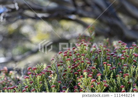 Red flowers of the Australian native Alpine Everlasting Ozothamnus alpinus, family Asteraceae, with snow gums in background, Kosciusko region, NSW. Endemic to alpine and subalpine areas NSW and Vic Red flowers of the Australian native Alpine Everlasting Ozothamnus alpinus, family Asteraceae, with snow gums in background, Kosciusko region, NSW. Endemic to alpine and subalpine areas NSW and Vic 111448214