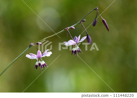 Close up of Australian native purple Vanilla Lily, Arthropodium milleflorum, family Asparagaceae, in subalpine Kosciusko region, NSW. Perennial herb, indigenous food plant endemic to eastern Australia 111448220