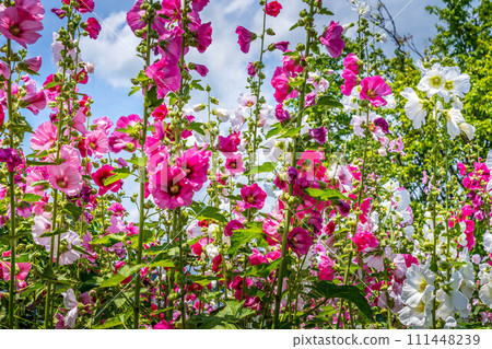 Kokekokko flower ~ Standing hollyhock in June ~ 111448239