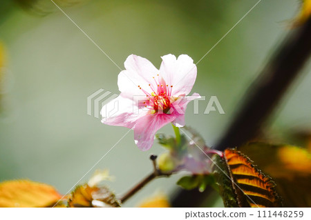 Beautiful spring wild cherry blossoms 111448259