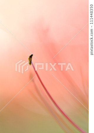 Close-up of red spider lily (Higanbana) Close-up of red spider lily (Higanbana) 111448350