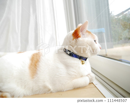 Brown tabby cat basking in the sun 111448507