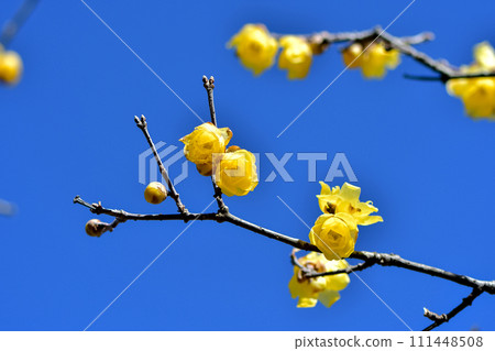 A roubai that shines in the blue sky A roubai that shines in the blue sky 111448508