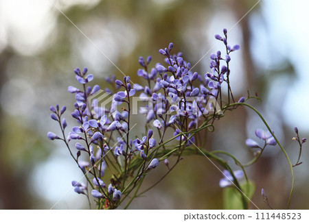 Blue flowers of the Australian native climber the Love Creeper Comesperma volubile, family Polygalaceae. Endemic to heath and sclerophyll forest along east coast of Australia. Flowers spring to summer 111448523