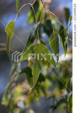 Close up of leaf of the Australian native Kurrajong Brachychiton populaneus subsp. trilobus, family Malvaceae. Endemic to eastern Australia, coastal and inland Queensland to Victoria. Drought tolerant 111448524