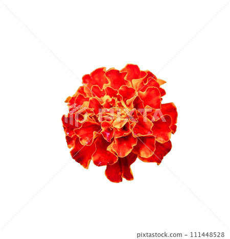 An isolated marigold bloom, its petals a mix of deep red and bright orange hues, set against a stark white backdrop. An isolated marigold bloom, its petals a mix of deep red and bright orange hues, set against a stark white backdrop. 111448528