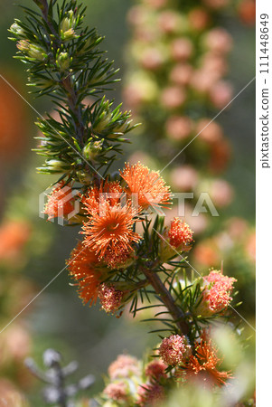 Orange flowers of the poorly known Australian native plant Rusty Eremaea, Eremaea acutifolia, family Myrtaceae. Shrub endemic to Geraldton sandplains of south west Western Australia 111448649