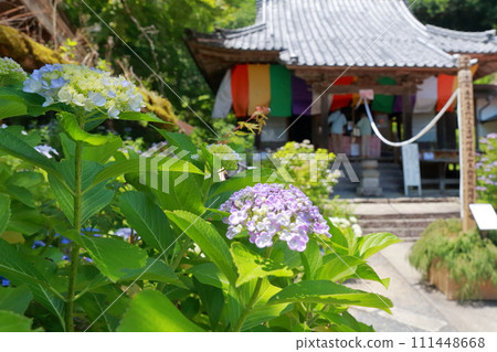A temple famous for hydrangeas (Hydrangea Temple, Sankoji Temple, Yamagata City, Gifu Prefecture) A temple famous for hydrangeas (Hydrangea Temple, Sankoji Temple, Yamagata City, Gifu Prefecture) 111448668