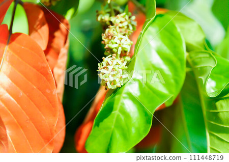 santol tree and santol flowers or Sandoricum koetjape , MELIACEAE or Santol or Sentul or Red Sentol or Yellow Sentol santol tree and santol flowers or Sandoricum koetjape , MELIACEAE or Santol or Sentul or Red Sentol or Yellow Sentol 111448719