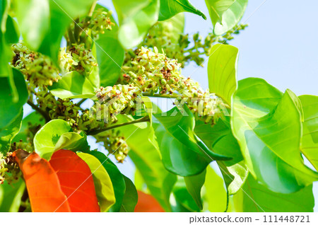 santol tree and santol flowers or Sandoricum koetjape , MELIACEAE or Santol or  Sentul or Red Sentol or  Yellow Sentol 111448721