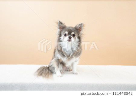 Pero 吉娃娃犬坐在米色背景中 111448842