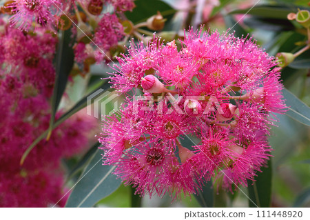 Close up of beautiful pink blossoms of the Australian native flowering gum tree Corymbia ficifolia, Family Myrtaceae. Summer flowering ornamental tree. 111448920