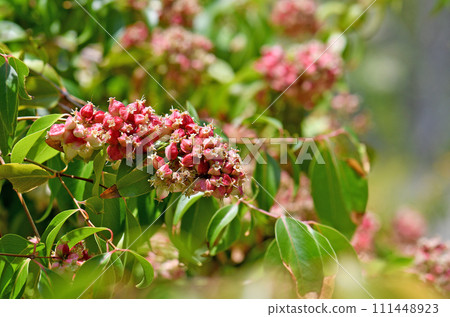 Pink fruits or seed pods and glossy aromatic leaves of the Australian native small rainforest tree Backhousia tetraptera, family Myrtaceae. Rare species endemic to Mount Stuart, Townsville Queensland Pink fruits or seed pods and glossy aromatic leaves of the Australian native small rainforest tree Backhousia tetraptera, family Myrtaceae. Rare species endemic to Mount Stuart, Townsville Queensland 111448923
