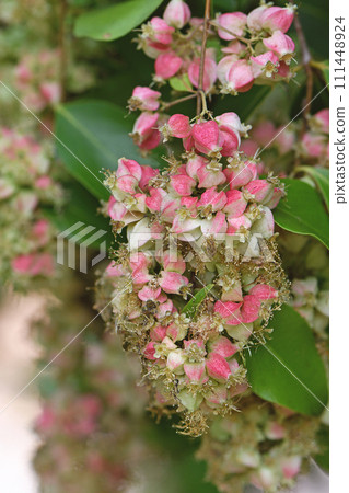 Closeup of winged pink fruits or seed pods of the Australian native rainforest tree Backhousia tetraptera, family Myrtaceae. Rare species endemic to Mount Stuart near Townsville Queensland Closeup of winged pink fruits or seed pods of the Australian native rainforest tree Backhousia tetraptera, family Myrtaceae. Rare species endemic to Mount Stuart near Townsville Queensland 111448924
