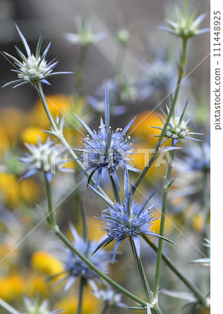 Spiky inflorescence with blue flowers and bracts of the Australian native perennial herb Eryngium ovinum, Apiaceae family. Called the Blue Devil. Endemic to woodlands and grasslands Spiky inflorescence with blue flowers and bracts of the Australian native perennial herb Eryngium ovinum, Apiaceae family. Called the Blue Devil. Endemic to woodlands and grasslands 111448925