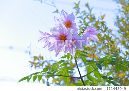 Emperor dahlia flower shines in the blue sky Emperor dahlia flower shines in the blue sky 111448949