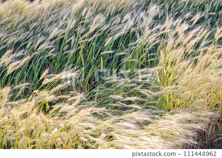 Wheat field, the golden gem of the earth Wheat field, the golden gem of the earth 111448962