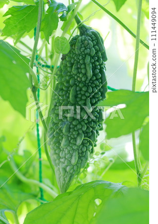 Green Curtain Goya Green Curtain Goya 111449094