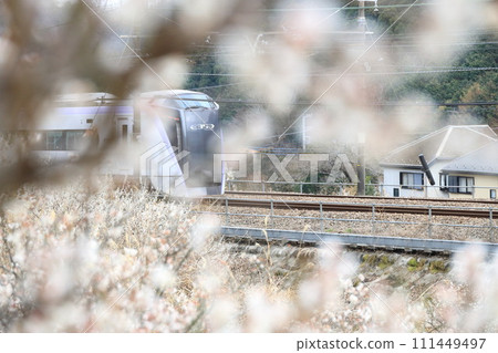 中央線特快列車盛開運行 111449497