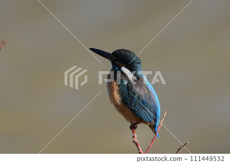 Landscape of a kingfisher perched on a branch, looking into the distance Landscape of a kingfisher perched on a branch, looking into the distance 111449532