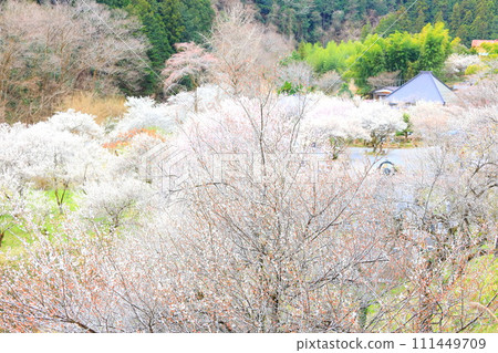 秋留野市德雲院梅花 111449709
