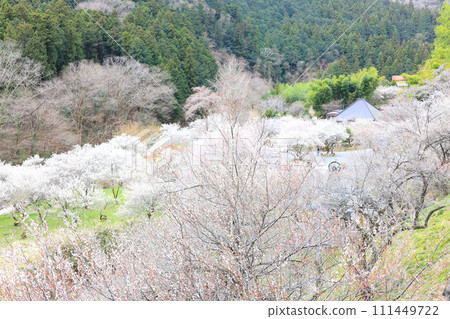 秋留野市德雲院梅花 秋留野市德雲院梅花 111449722