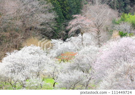 秋留野市德雲院梅花 111449724