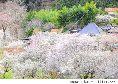秋留野市德雲院梅花 秋留野市德雲院梅花 111449726