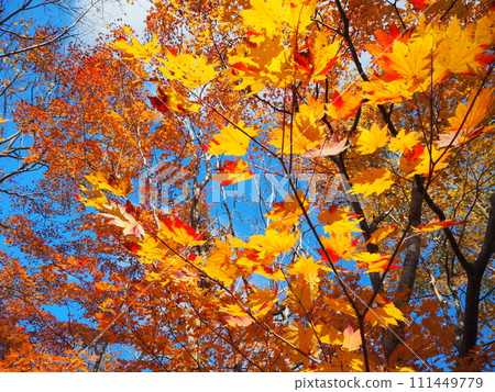 Beautiful autumn leaves of Hauchiwa maple 111449779