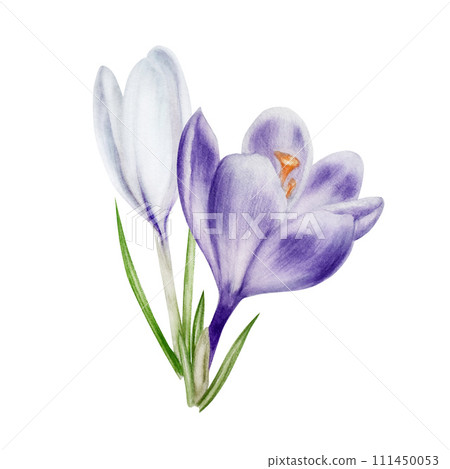Watercolor white and purple blooming crocus flower isolated on white background. Spring and easter botanical hand painted saffron illustration. For designers, wedding, decoration, postcards, wrapping 111450053