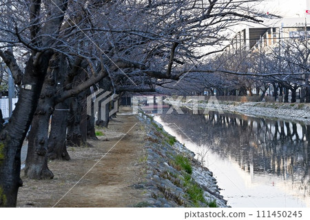 冬季櫻花樹和河邊風景(橫向構圖) 冬季櫻花樹和河邊風景(橫向構圖) 111450245