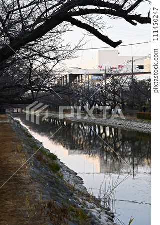 冬季櫻花樹與河邊風景(豎構圖) 冬季櫻花樹與河邊風景(豎構圖) 111450247