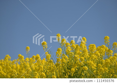 Rape blossoms blooming toward the blue sky 111450376