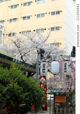 露天神社及櫻花 111450442